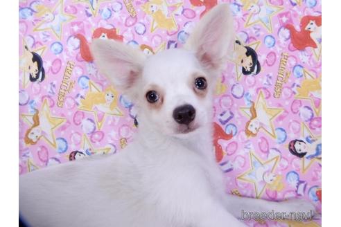 成約済の千葉県のチワワ(ロングコート)-148822の3枚目